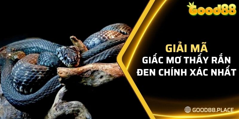 Giải Mã Giấc Mơ Thấy Rắn Và Gợi Ý Bộ Số May Mắn Nhất 2024 5 Giải mã giấc mơ thấy rắn đen chính xác nhất cho thành viên